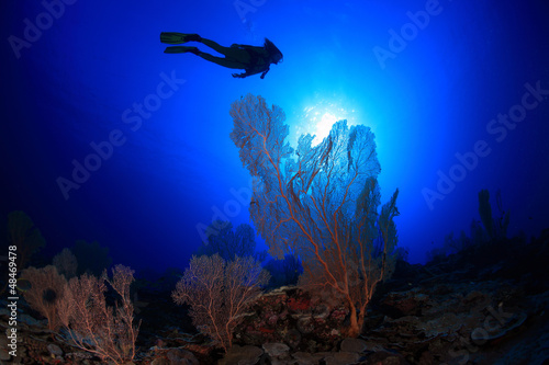 Foto-Leinwand ohne Rahmen - Korallenriff mit Taucher (von aquapix)