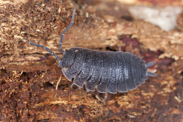 Wall Mural - Woodlouse, extreme macro close-up with high magnification