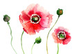 Stylized Poppy flowers illustration