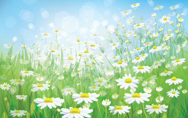 Wall Mural - vector of spring background with white daisies.