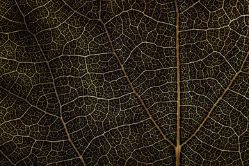  leaf texture, abstract background