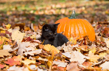 Cute black kitten and leaves