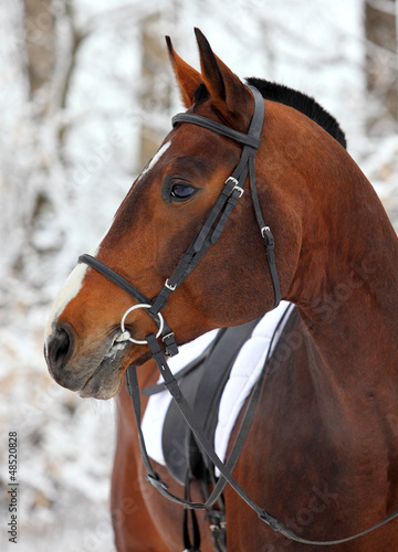 Nowoczesny obraz na płótnie Purebred showjumping horse