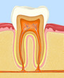 cross-section of the human teeth