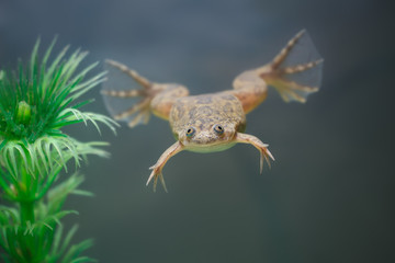 exotic yellow  frog swim in an aquarium