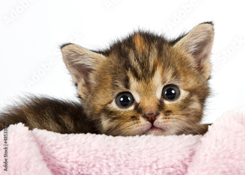Fototapeta na wymiar Kitten lying with his head on a pink blanket