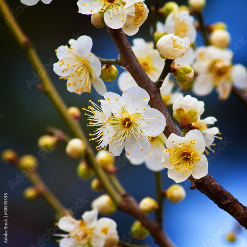Tapeta ścienna Sakura kwiat wiśni