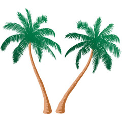 Palm Trees