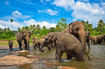 Wall Mural - Elephants in the river