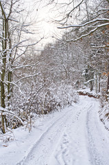 Wall Mural - Lane during the winter