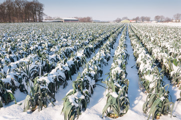 Wall Mural - Snowy leek plants in a Dutch field