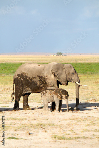 Tapeta ścienna Elefanti - safari w Kenii