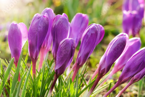 Lila Krokusse in warme Sonnenstrahlen getaucht