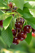 Sweet cherries hanging on the tree
