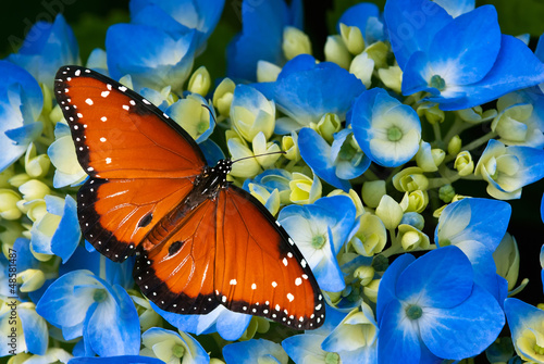 Fototapeta na wymiar Queen butterfly on blue hydrangea flowers