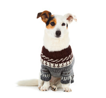Jack Russell Sitting With Sweater