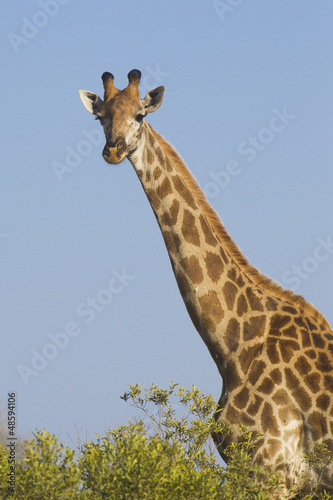 Board z aluminiowym obramowaniem Południowa żyrafa, (giraffa camelopardalis), republika południowej afryki