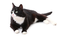 Beautiful Black And White Cat Over White Background