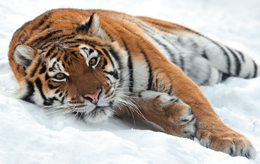 Wall Mural - tiger