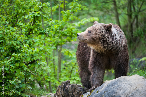Board z aluminiowym obramowaniem Niedźwiedź brunatny (łac. ursus arctos)