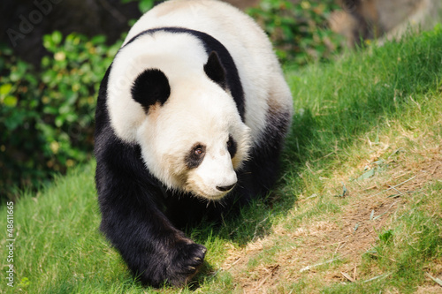 Board z aluminiowym obramowaniem Panda