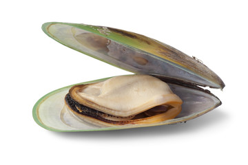 Wall Mural - New Zealand green lipped mussel