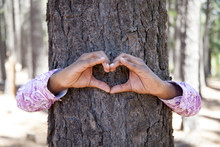 Hands Making An Heart Shape On A Trunk Of A Tree.