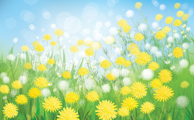 Wall Mural - vector of spring background with white dandelions.