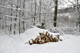 Fototapeta  - Ścięte drzewo przysypane śniegiem