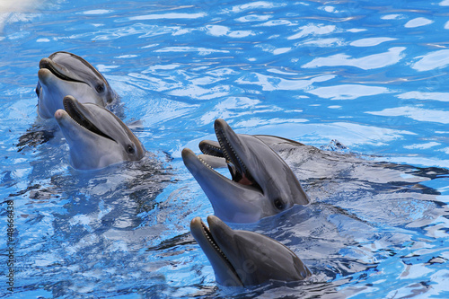 Board z aluminiowym obramowaniem Delfiny butlonosowe, tursiops truncatus