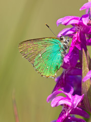 Wall Mural - Butterfly Warming its Wings in the Sun