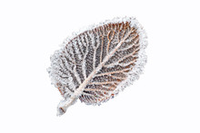 Leaf With Ice Crystals