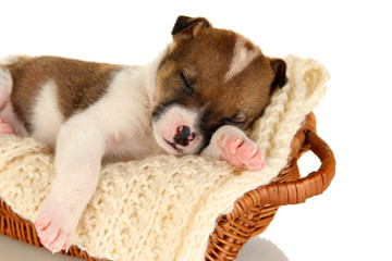 Wall Mural - Beautiful little puppy sleeping in basket isolated on white