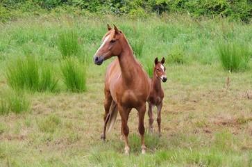 Poster - Pferd - horse 22