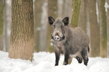 Sticker - Wild boar