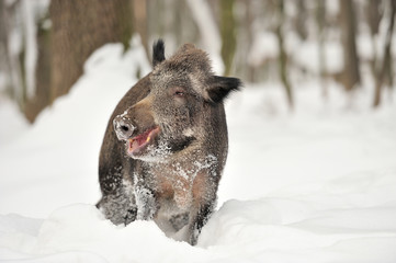 Wall Mural - wild boar