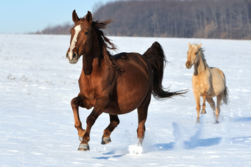 Wall Mural - horse