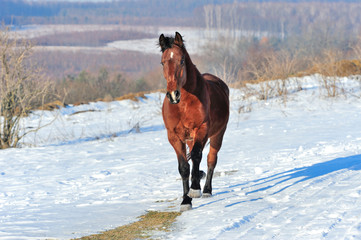 Wall Mural - Horse