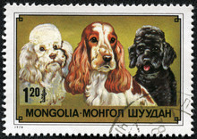 Stamp Printed In Mongolia Showing Cocker Spaniel And Poodle