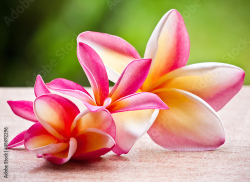 Naklejka na szybę Beautiful magnolia flowers.