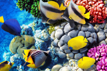 Coral and fish in the Red Sea. Egypt, Africa.