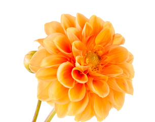 Sticker - orange dahlia