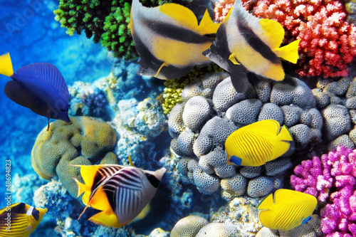 Naklejka - mata magnetyczna na lodówkę Coral and fish in the Red Sea. Egypt, Africa.