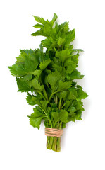 Poster - celery leafs