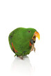 Eclectus Parrot, yawning, one year old on white background
