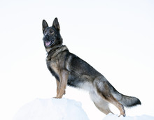 German Sheepdog Standing Outside In White Snow