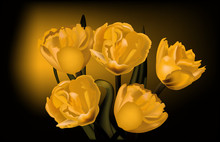 Five Yellow Tulip Flowers On Black