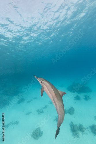 Board z aluminiowym obramowaniem Delfin wirujący (stenella longirostris) w morzu czerwonym.
