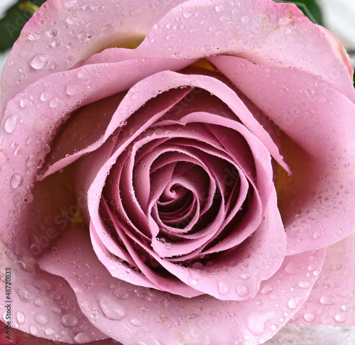 Obraz w ramie Schöne, violette Rose