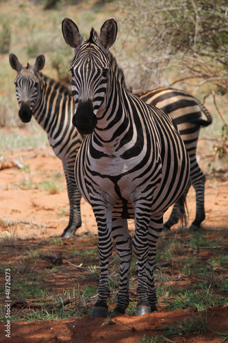 Plakat na papierze fotorealistycznym Zebra - Kenia